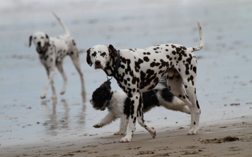 two dalmatian dogs on the beach playing with each other