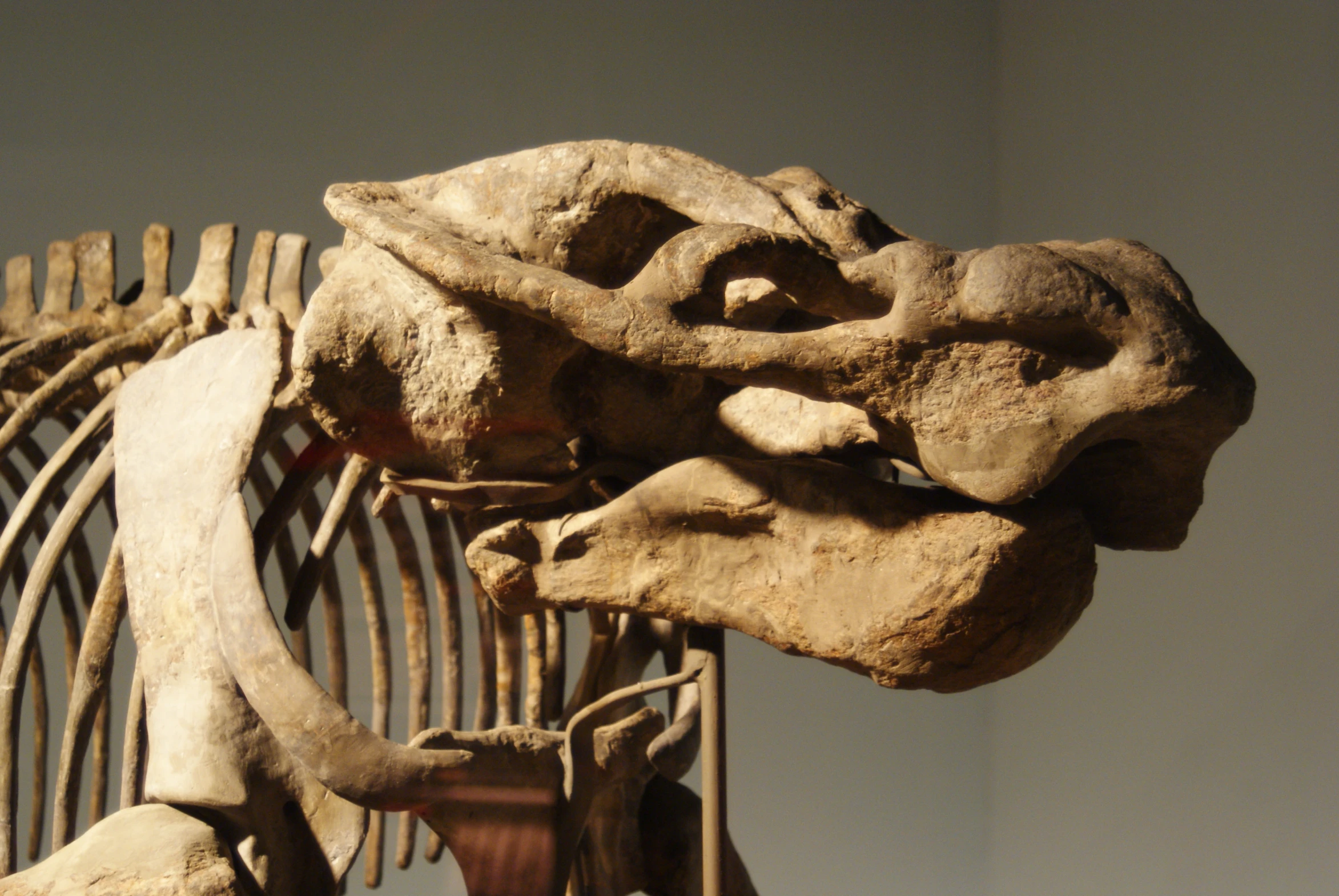 the head and body of a dinosaur skeleton