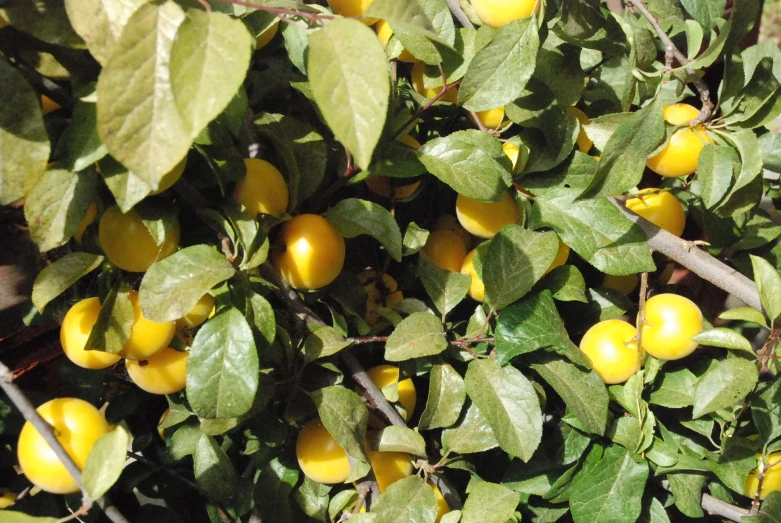 yellow fruit growing on the tree in the sun