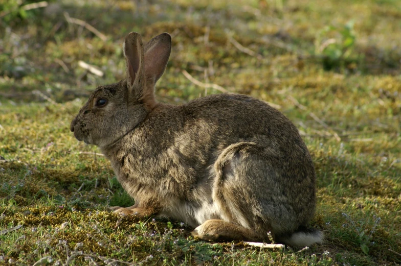 a rabbit in the grass looking out of his burril