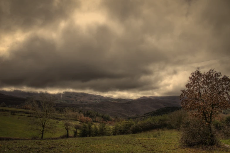 a tree on the field next to some mountains