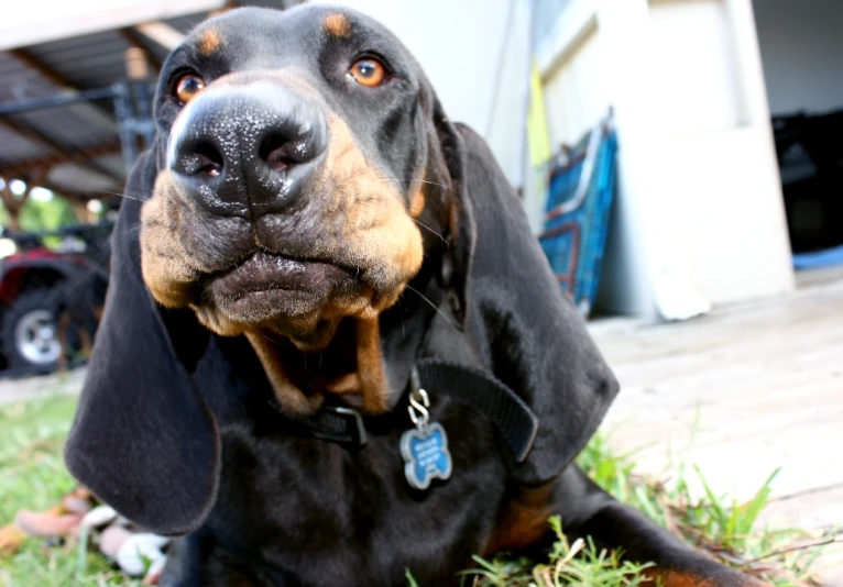 a brown and black dog is laying on the grass