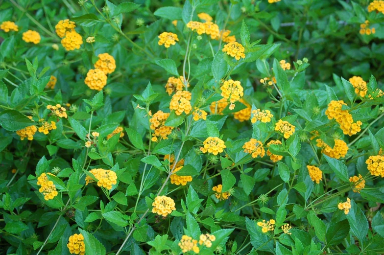 a field with yellow flowers in it on the side