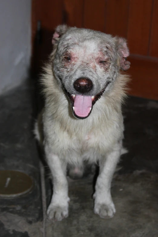 a very dirty, dirty looking dog looking at the camera