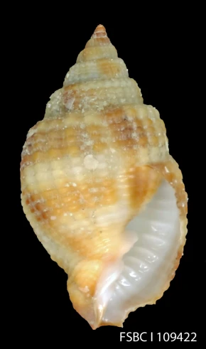 a sea shell with a white center and two large white shells