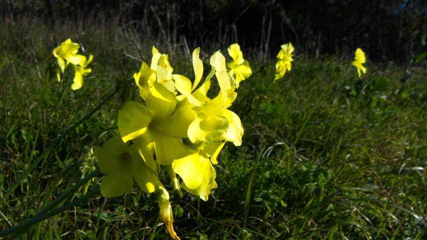 yellow flowers growing in green grass and weeds