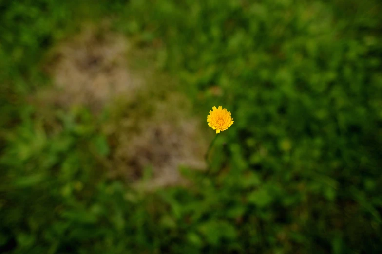 a single yellow flower in a grassy field