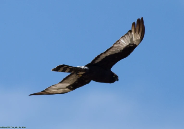 a hawk flying through the blue sky above