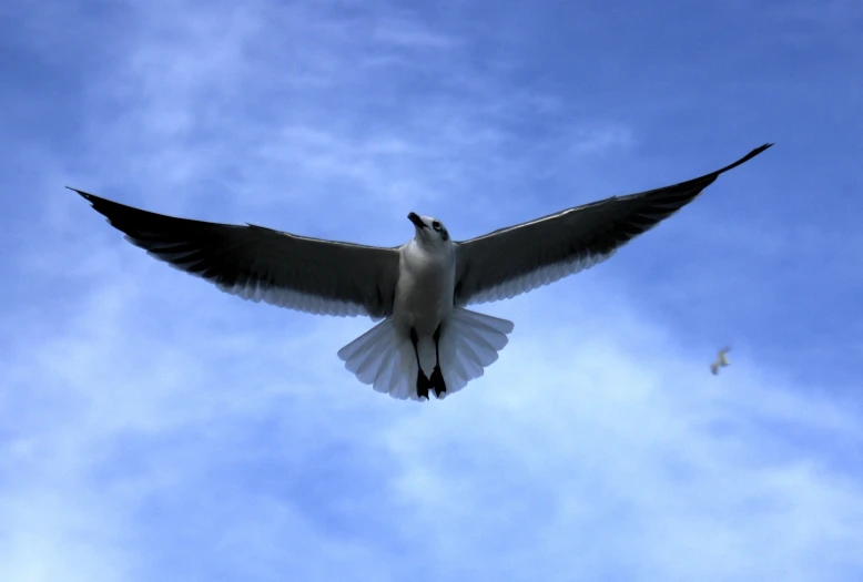 a close up view of a bird with wings in the air