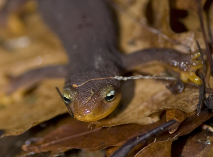 a small brown and yellow lizard on a piece of wood