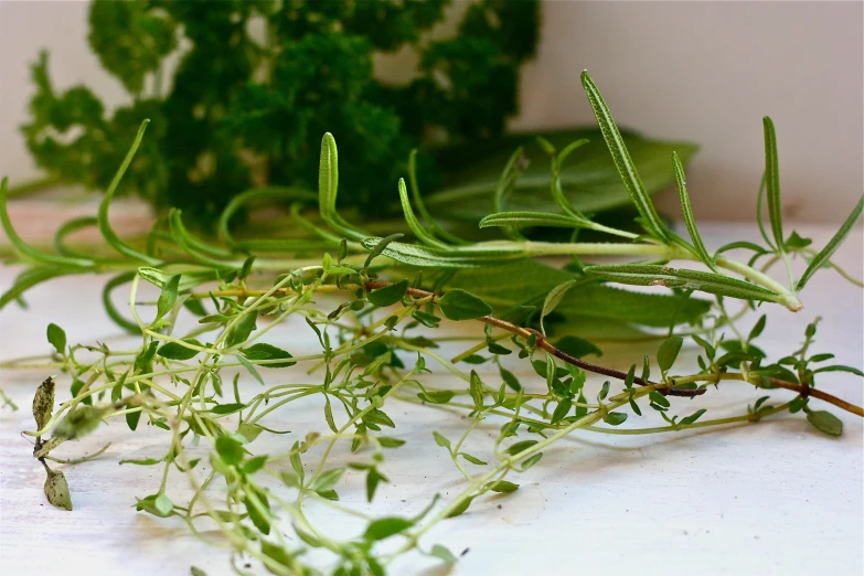 some very small plants with green stems