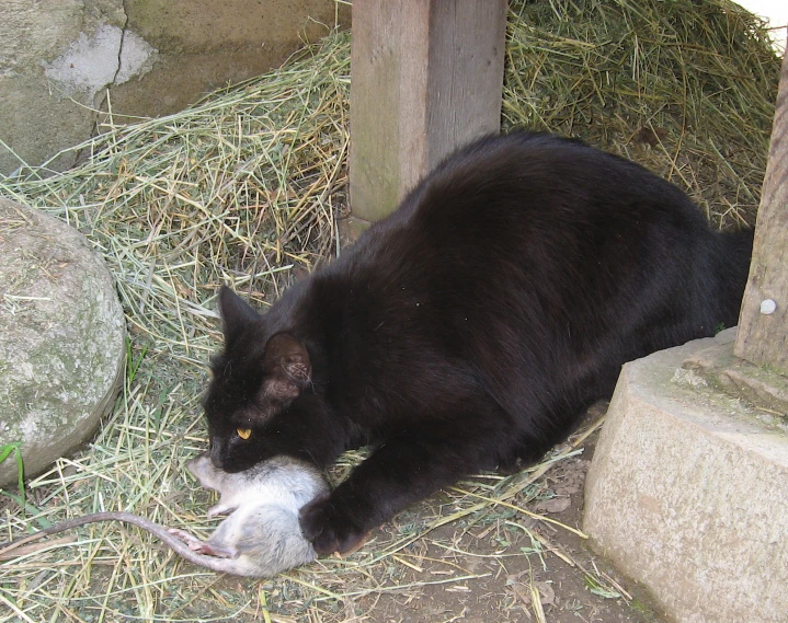 a black cat lying down next to a dead fish