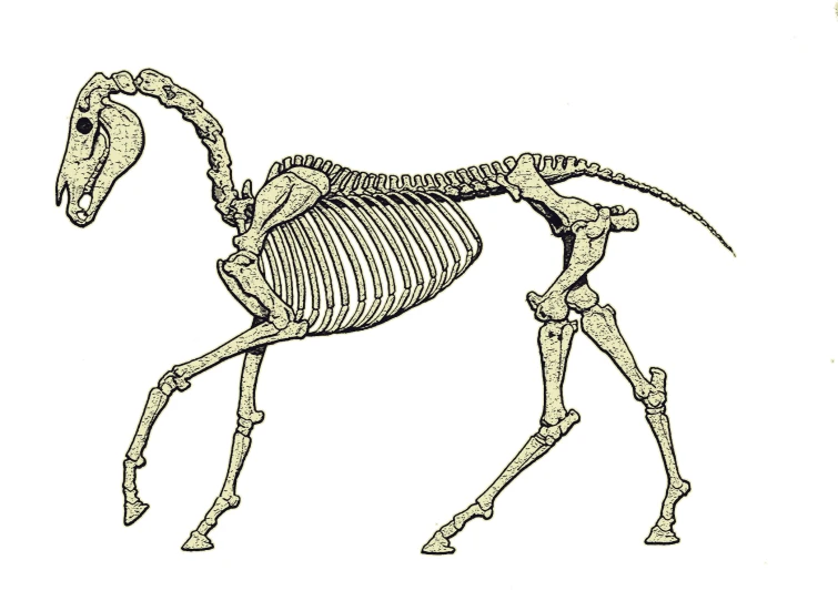 a skeleton horse with long legs on it