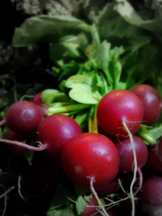 an assortment of vegetables, including radishes and greens