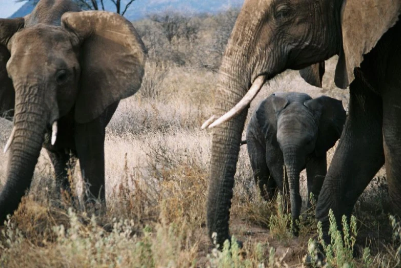 two elephants are walking in the grass near each other