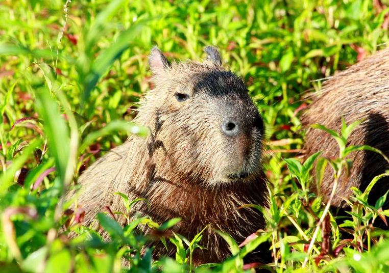 a large capybara is walking through some tall grass