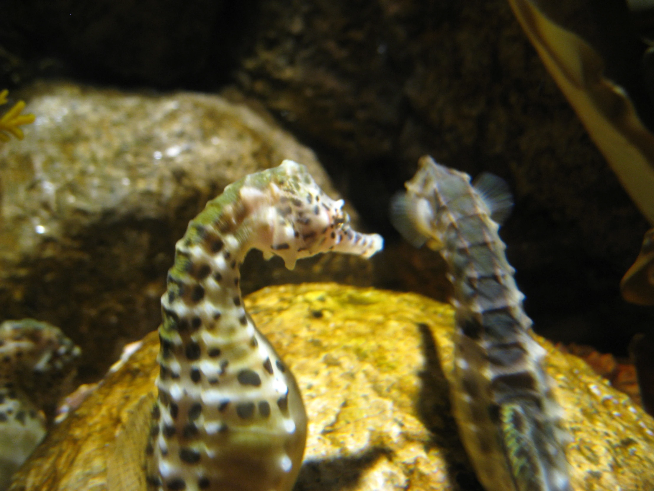 two seahorses in an aquarium next to rocks