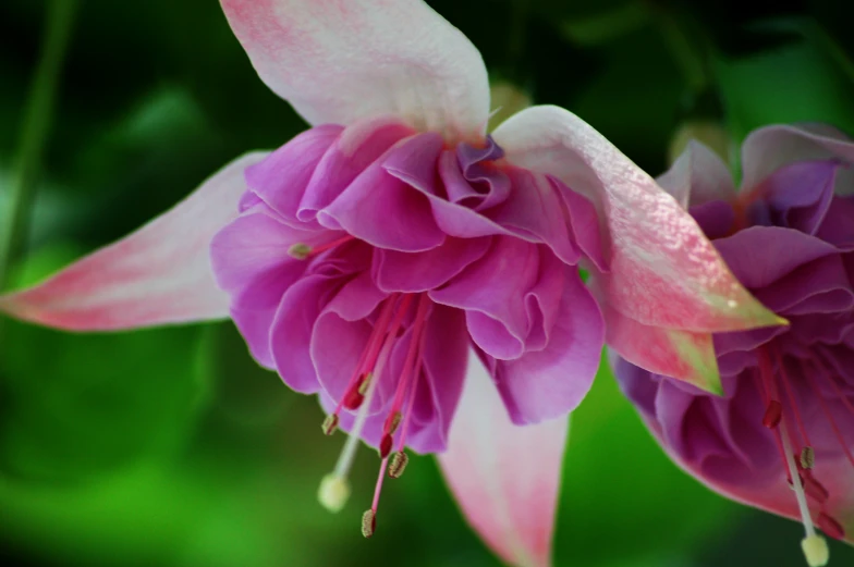 the large pink flower has a green center