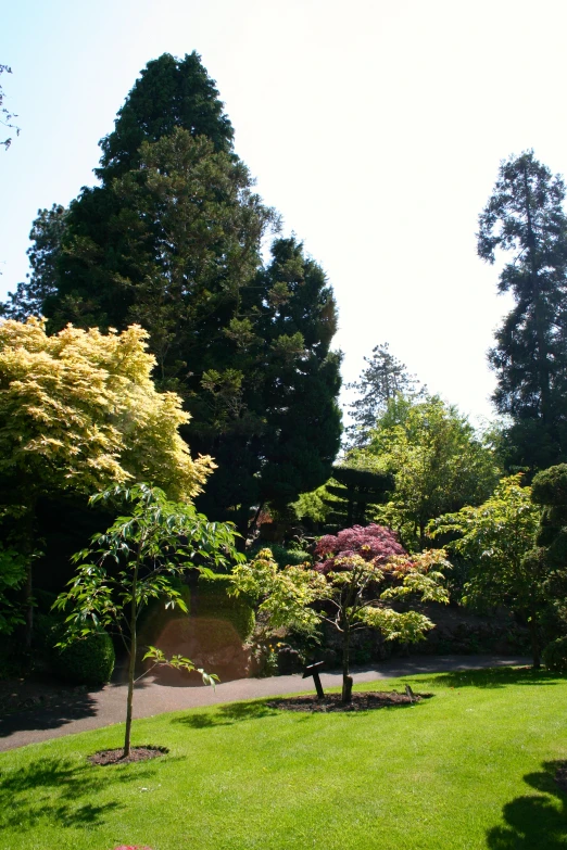 a group of trees and bushes in a park