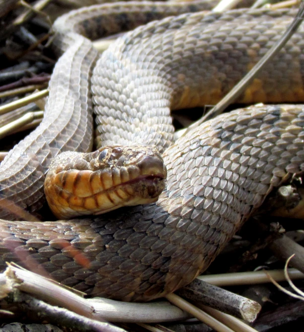 a snake curled up and laying down on the ground