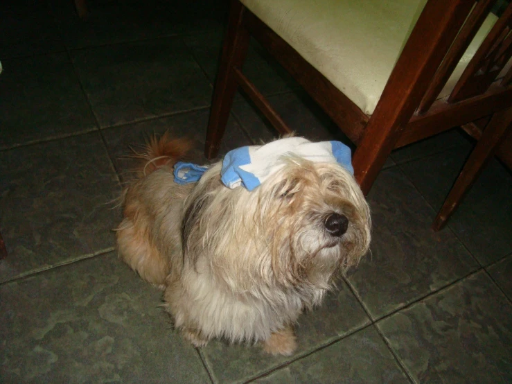 a gy dog with a blue collar sits on the floor