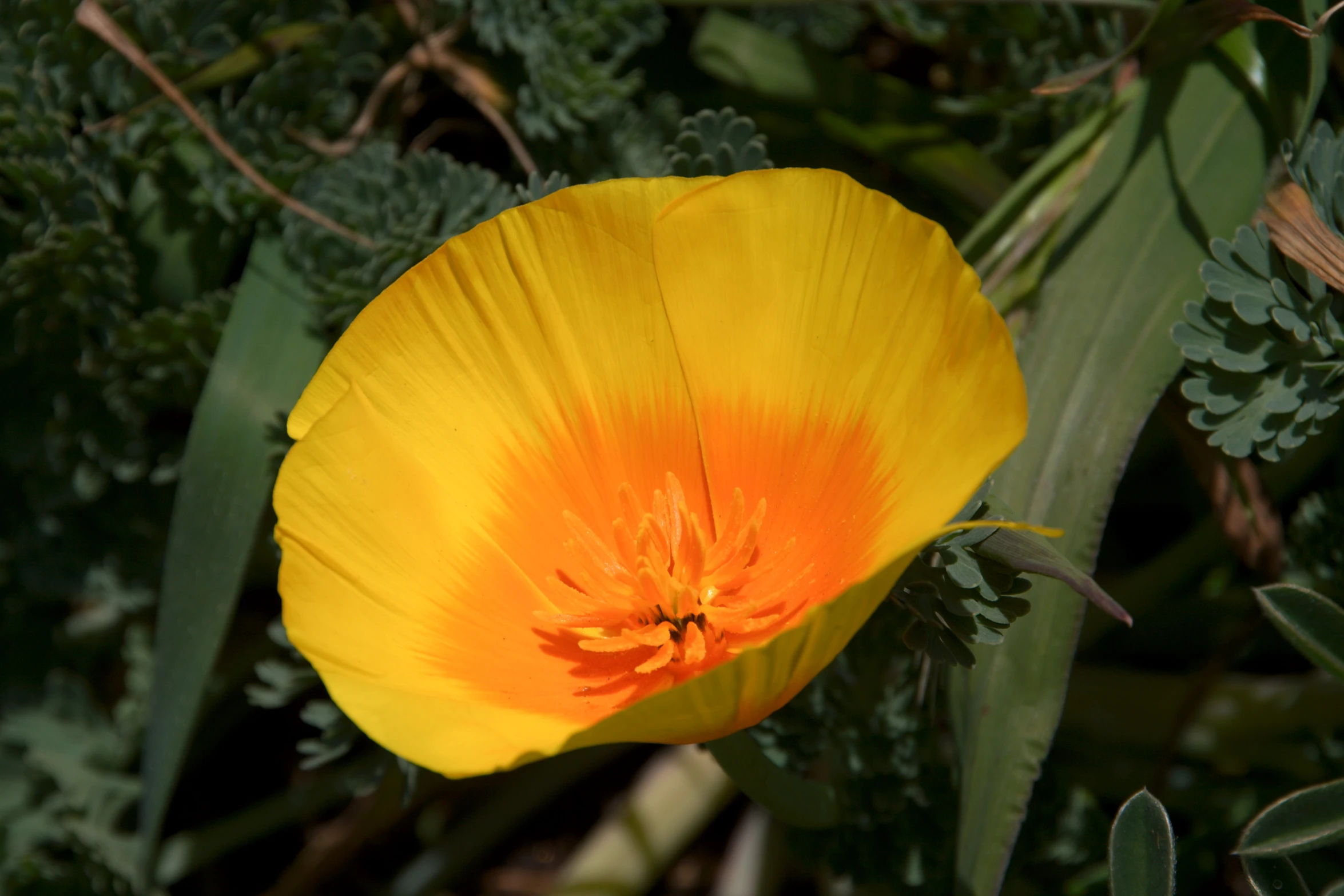 a yellow flower with dark green stems