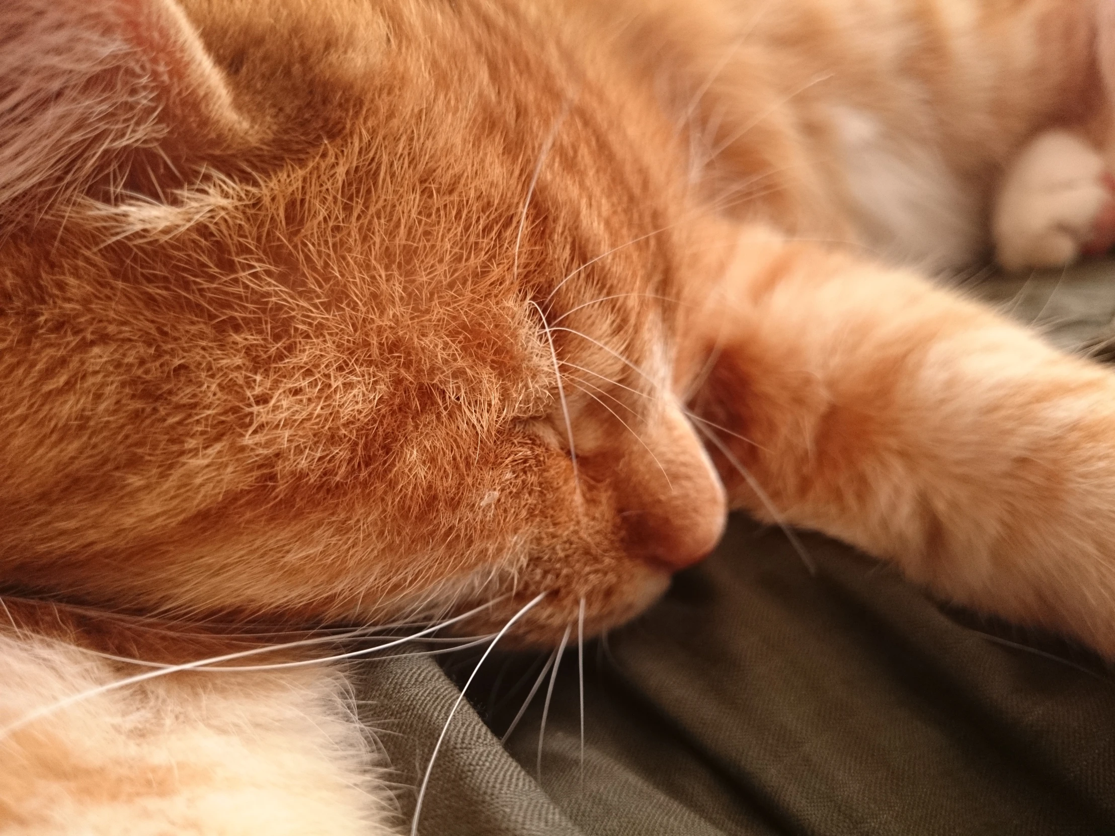 a cat is sleeping on a couch with its head down