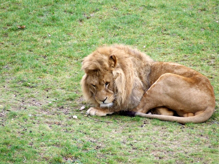 a big lion laying down in the grass