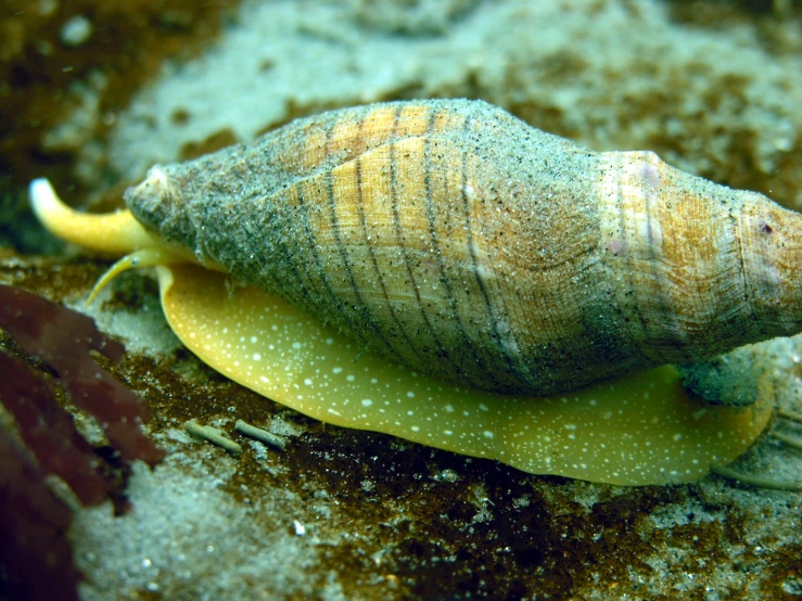 an aquatic snail on a rocky surface, in some water