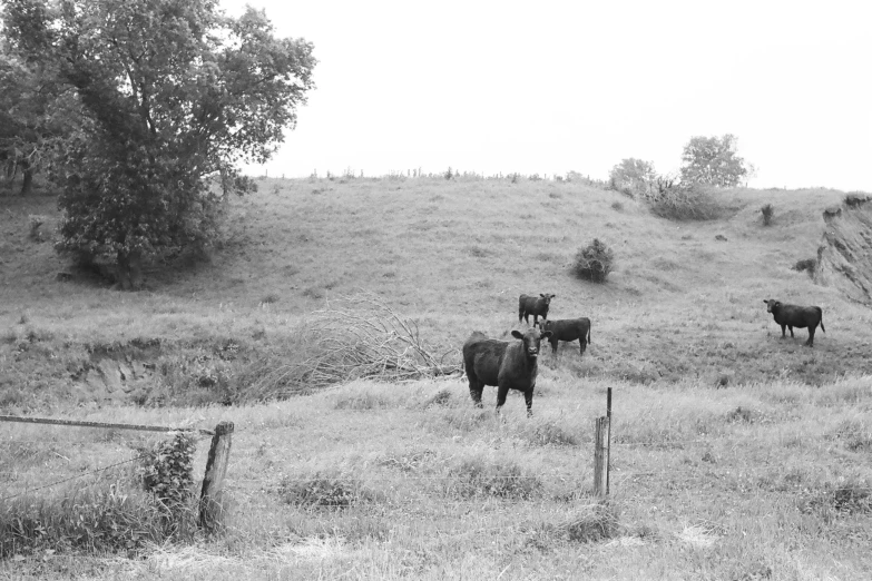 a few cows are grazing in the field