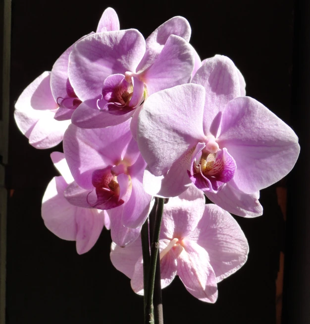 three pink flowers are standing in a vase