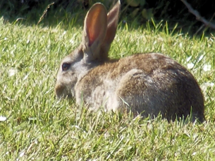 a rabbit sitting on top of some green grass