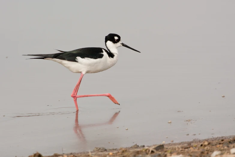 the small bird is standing on one leg