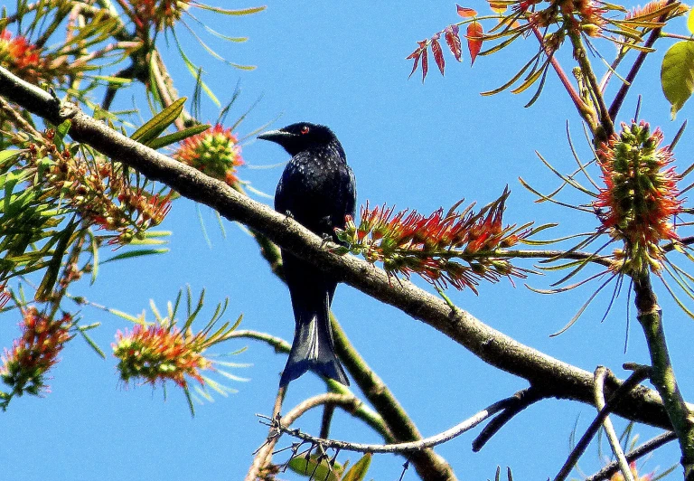 the bird is sitting on the nch of the tree