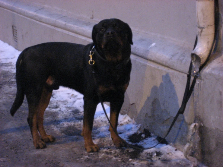 a black dog with a golden collar standing in the snow