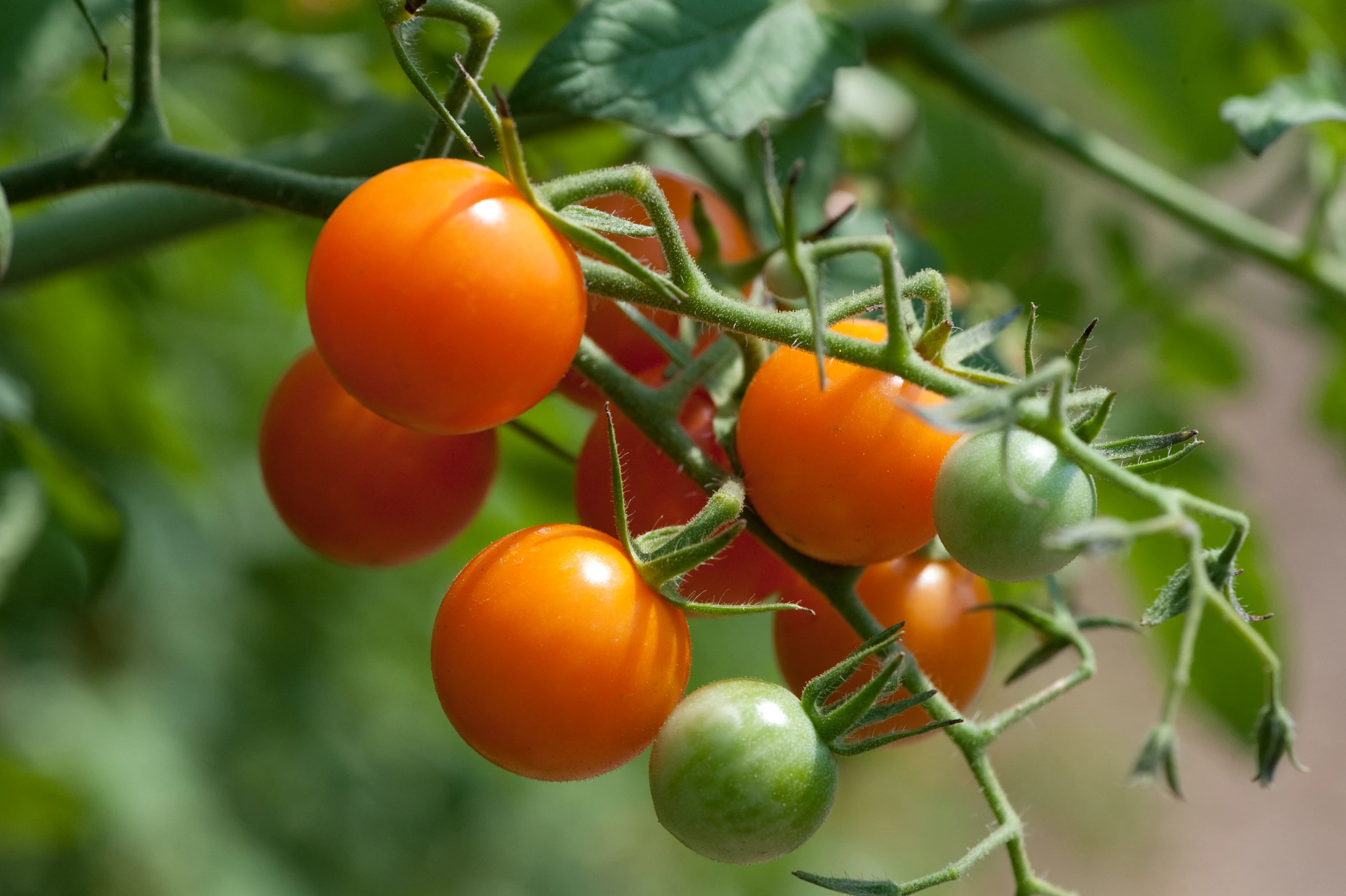 many tomatoes hanging from the vine, in an open field