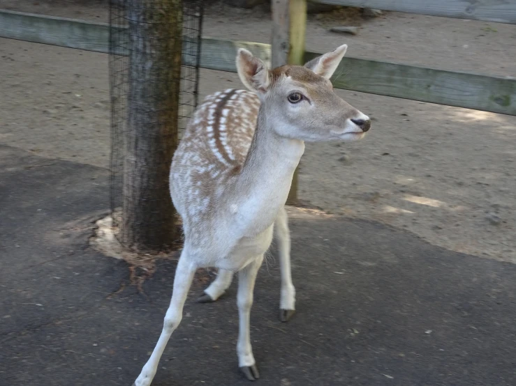 the small deer stands near a tree and fence