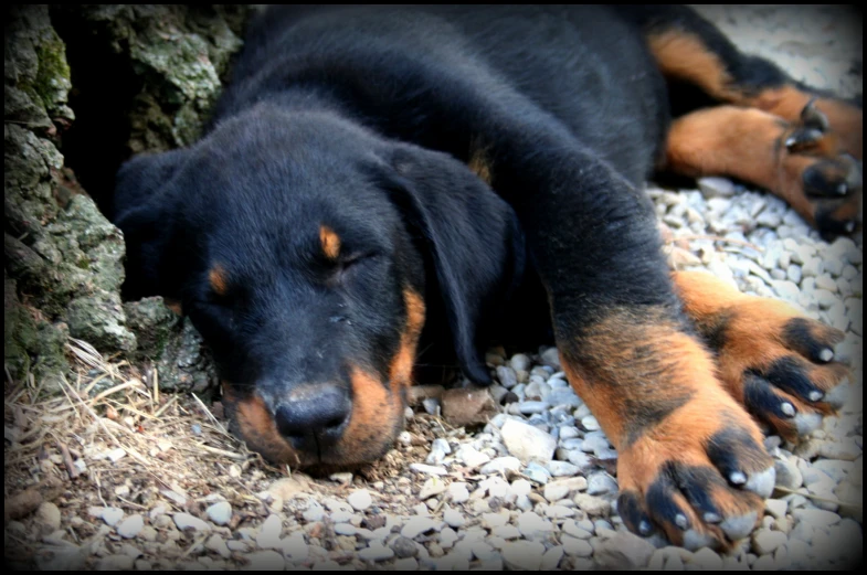 a dog lays down next to a tree and rocks