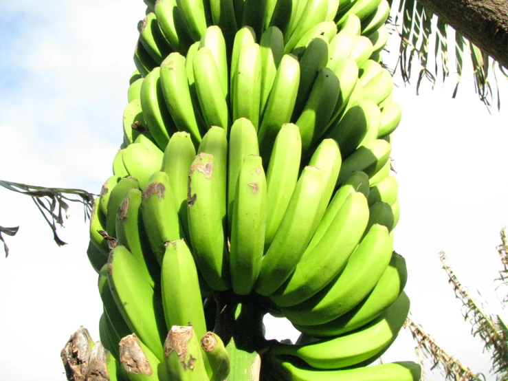 the tree has many unripe bananas growing on it