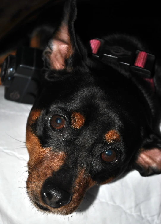 a black and tan dog wearing a collar