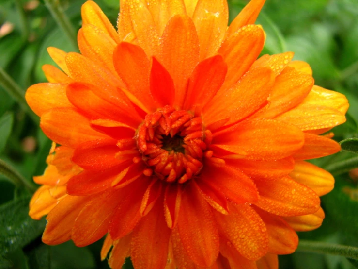 an orange flower has many droplets of water