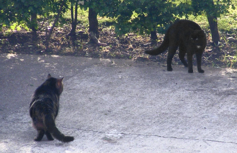 the two cats are walking together along a sidewalk