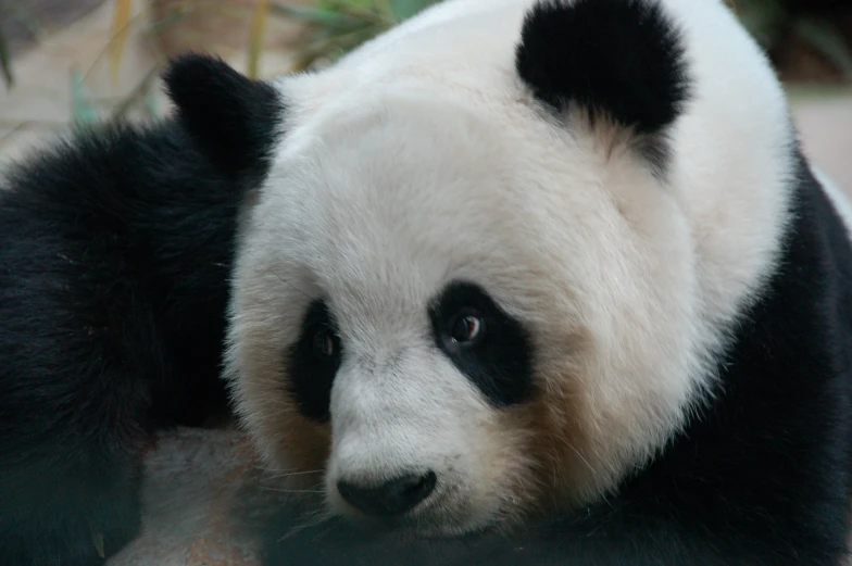 a black and white bear is laying down