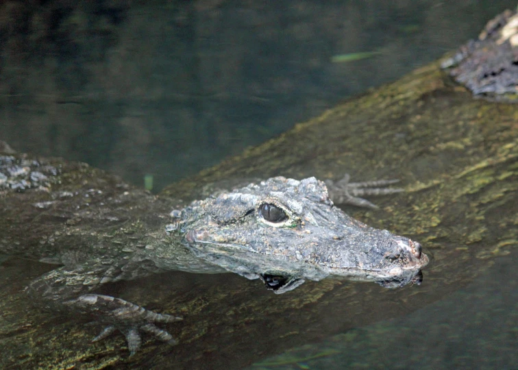 a large crocodile is lying on a tree nch