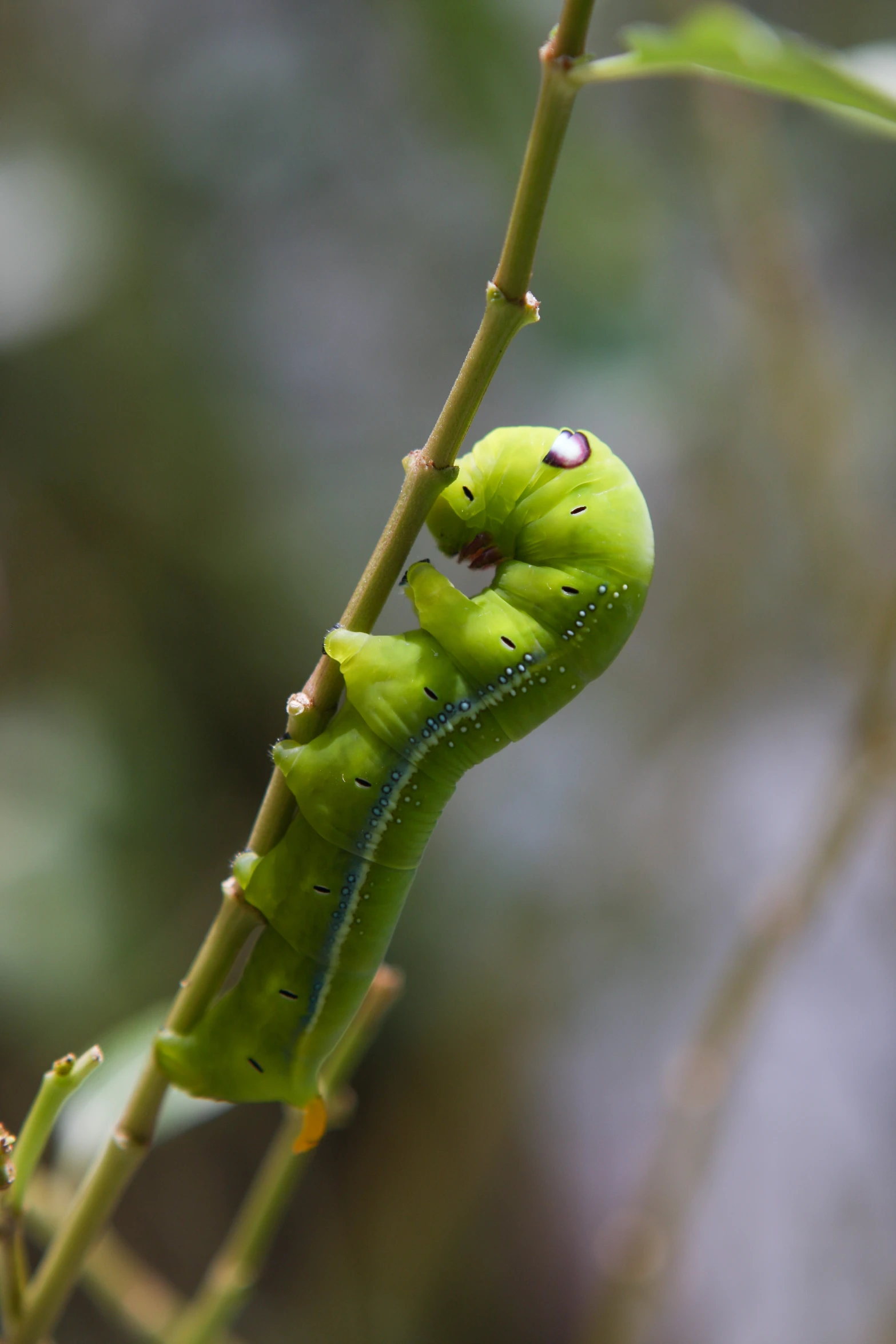 the caterpillars on this tree are green