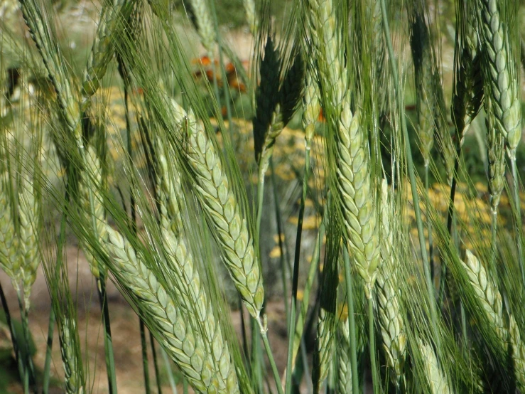 a close up of some green grass growing in a field