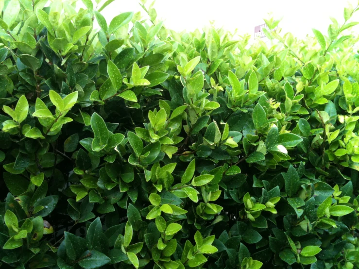 green foliage in front of a white wall