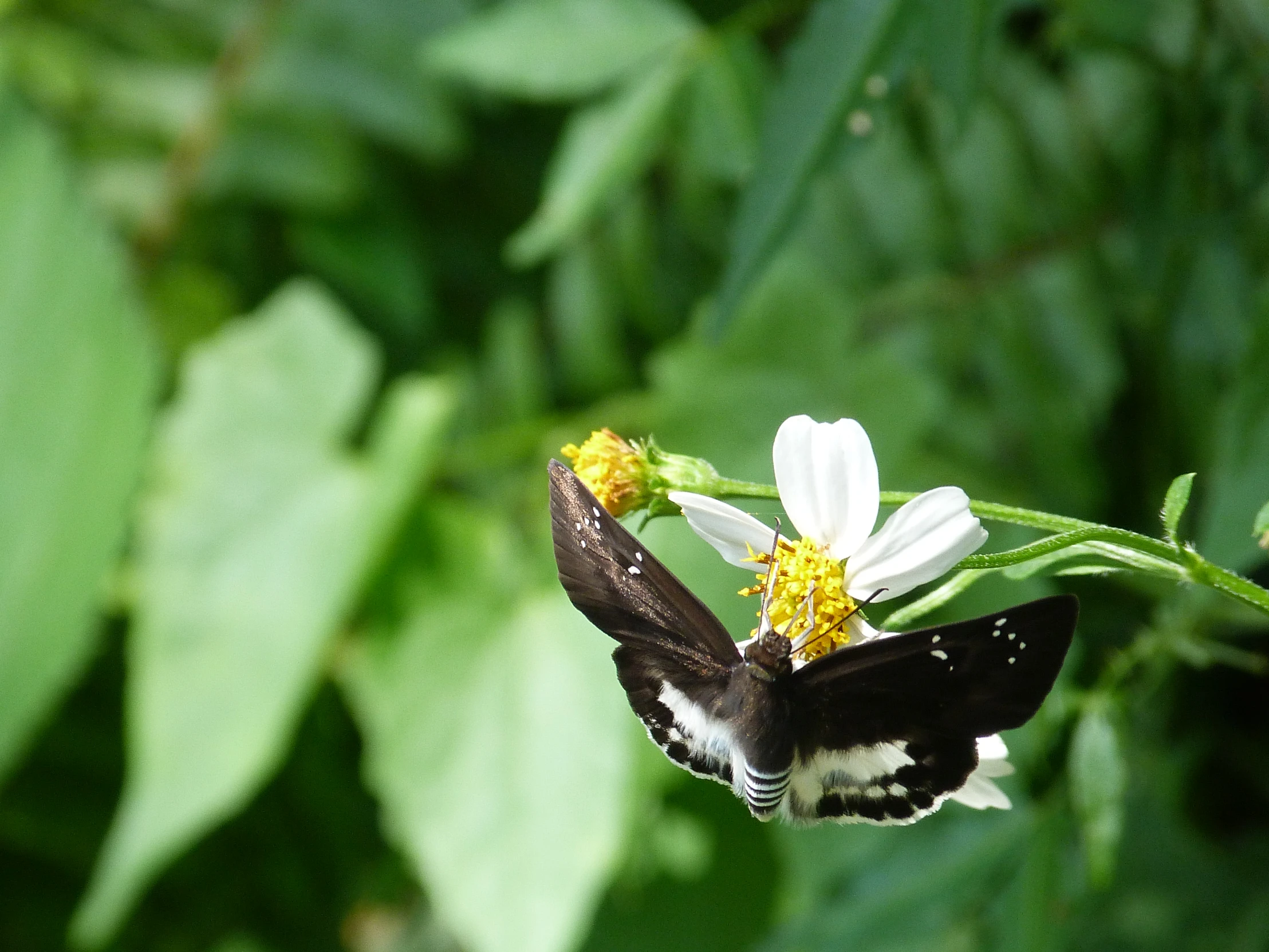 a very pretty small erfly sitting on top of a flower