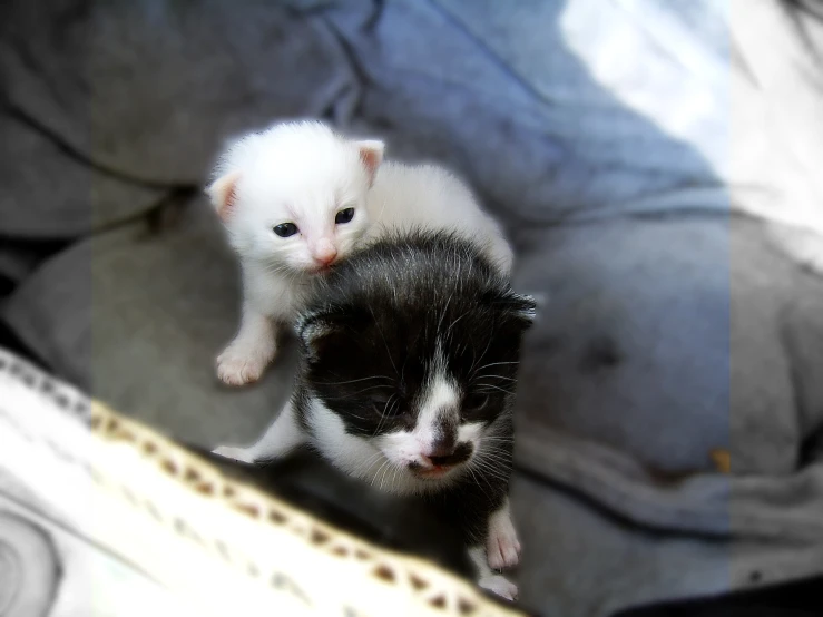 two cats one is on the other side of the mirror