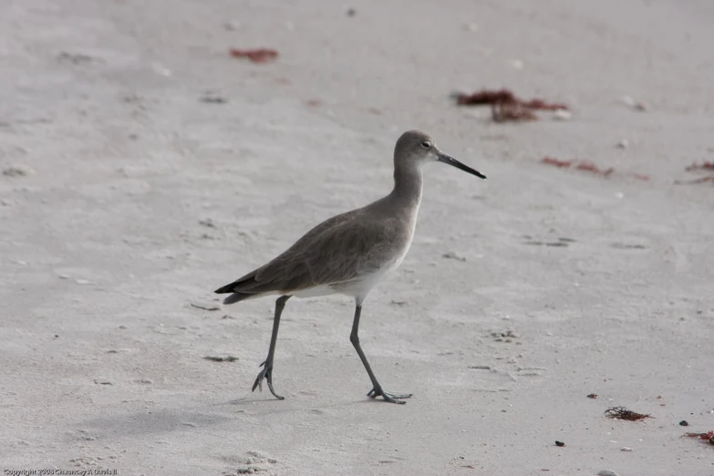 the long legged bird is walking along the beach